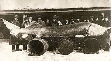 10_Beluga Sturgeon_Huso huso.jpg